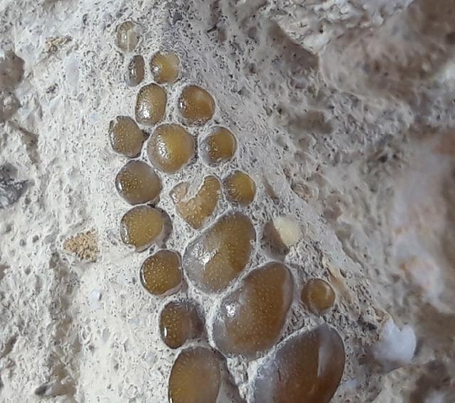 Phacodus punctatus (DIXON 1850) - Bild © FossNet FossilienStore